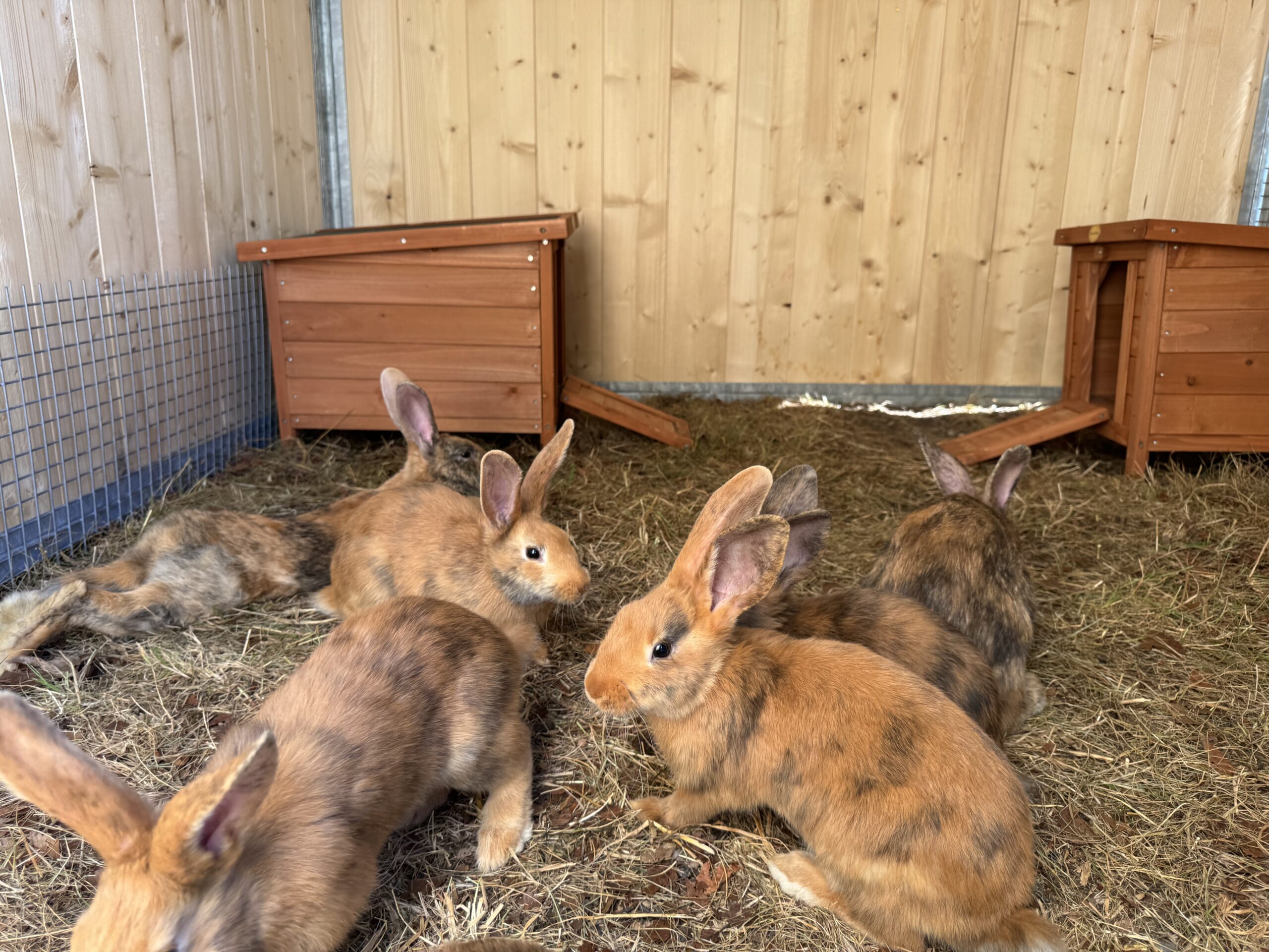 IMG_9459 FAP - lapin