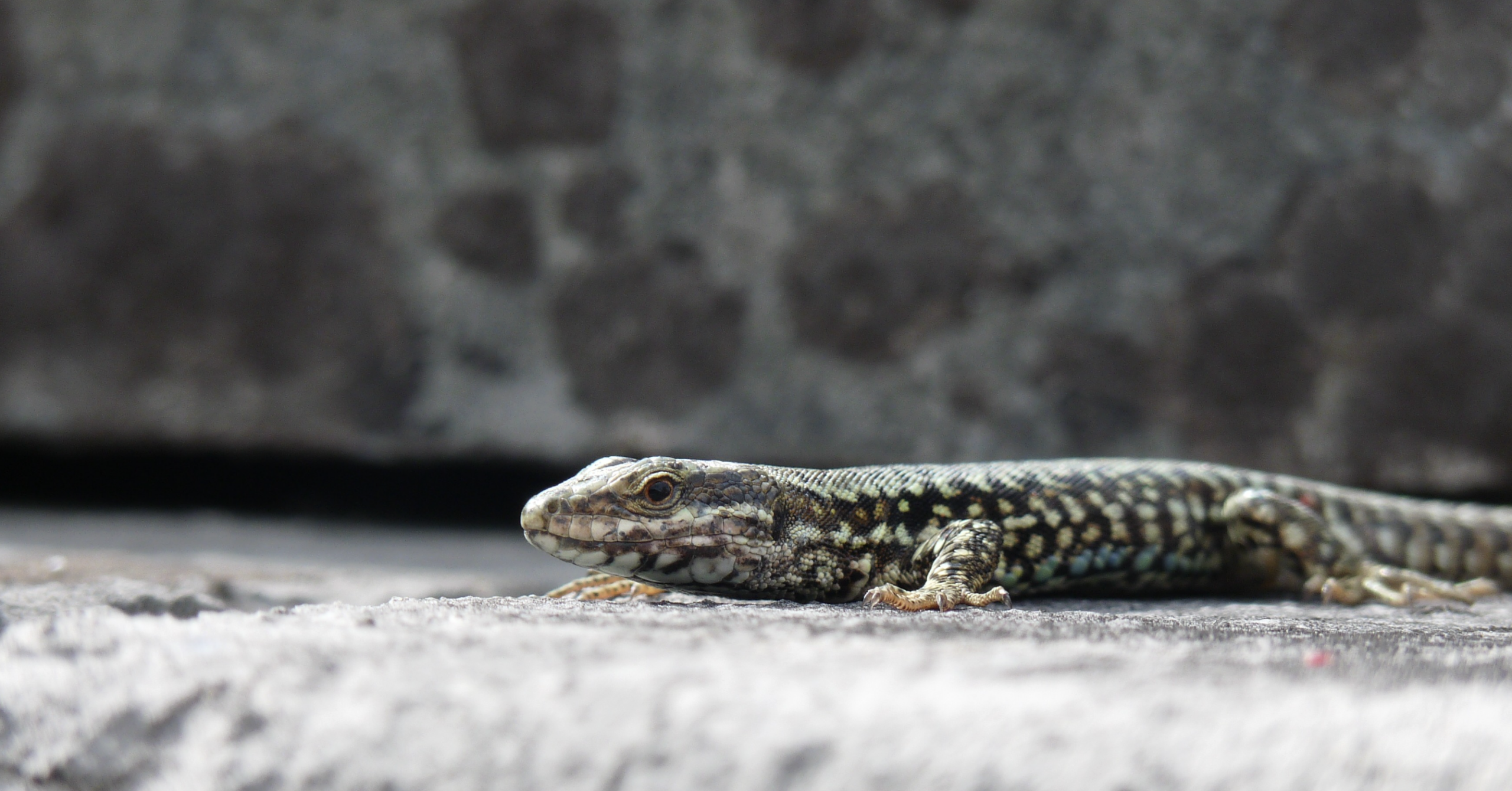 Expert animalier – FAP Expert animalier - FAP