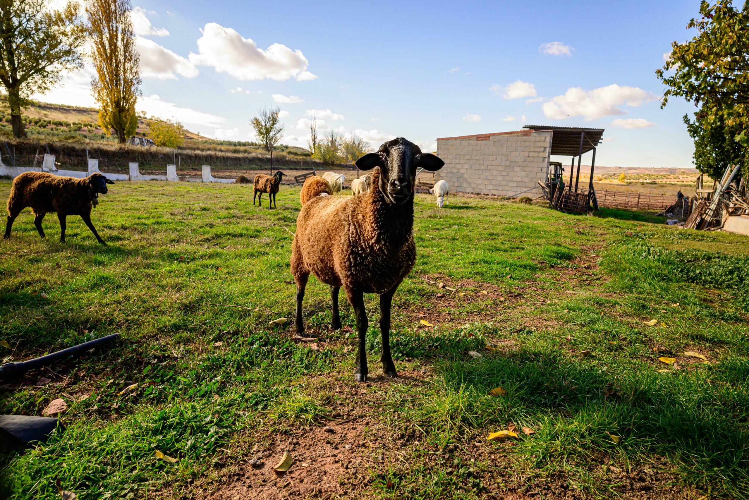 pexels-jesus-garcia-3495658-35033553