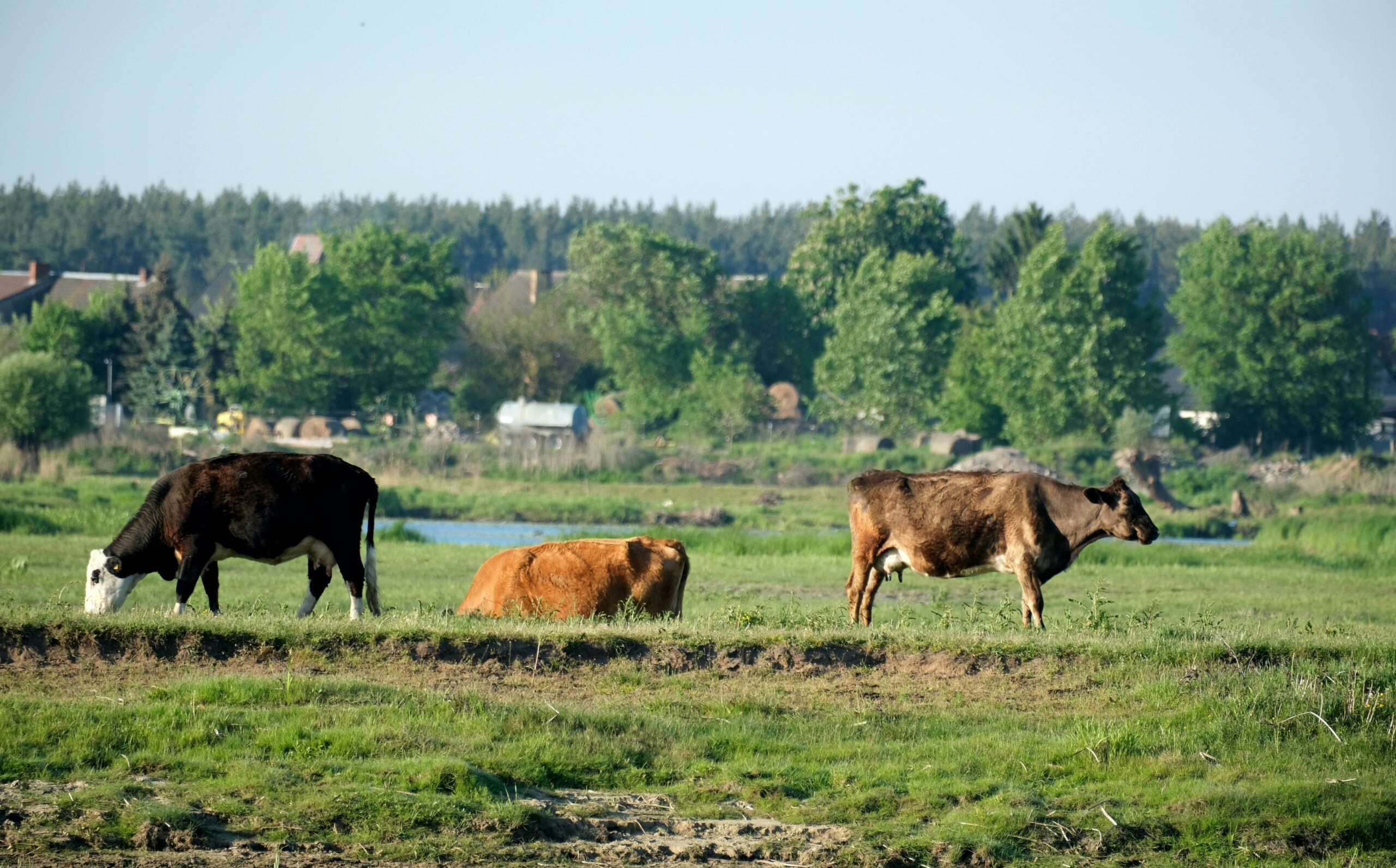 pexels-szafran-32774845